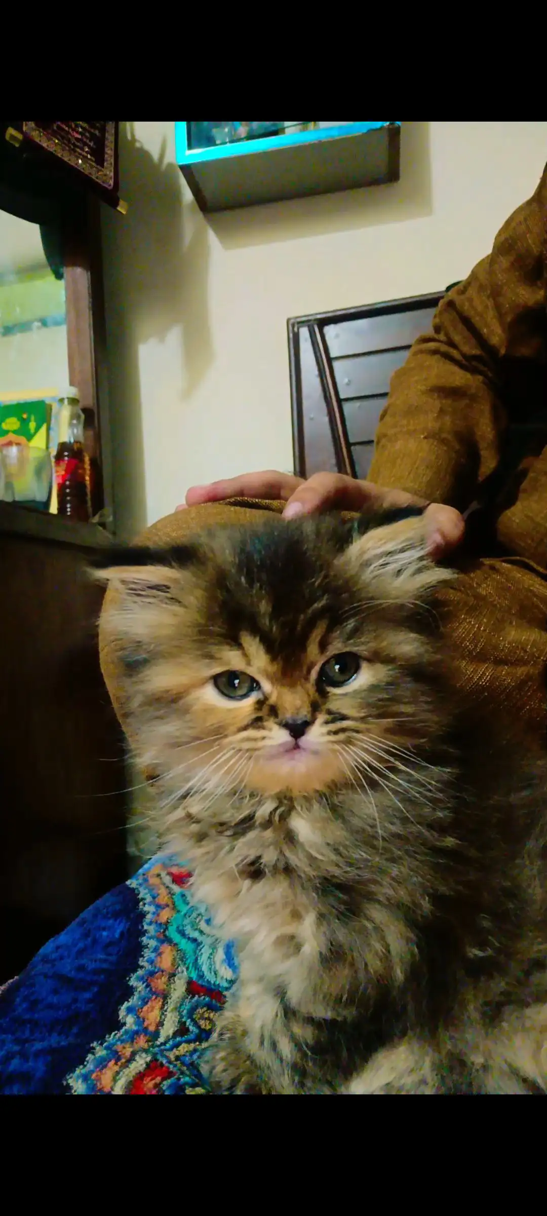 Pure persian triple coat