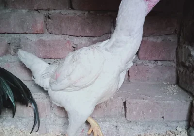 3d03edcb-bc25-43b3-9a56-5b1440bb9201-2