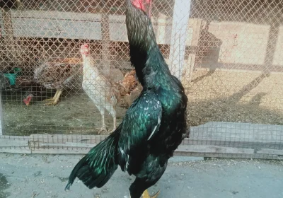 41553248-72b6-48b4-80e6-7b5541b98bac-2