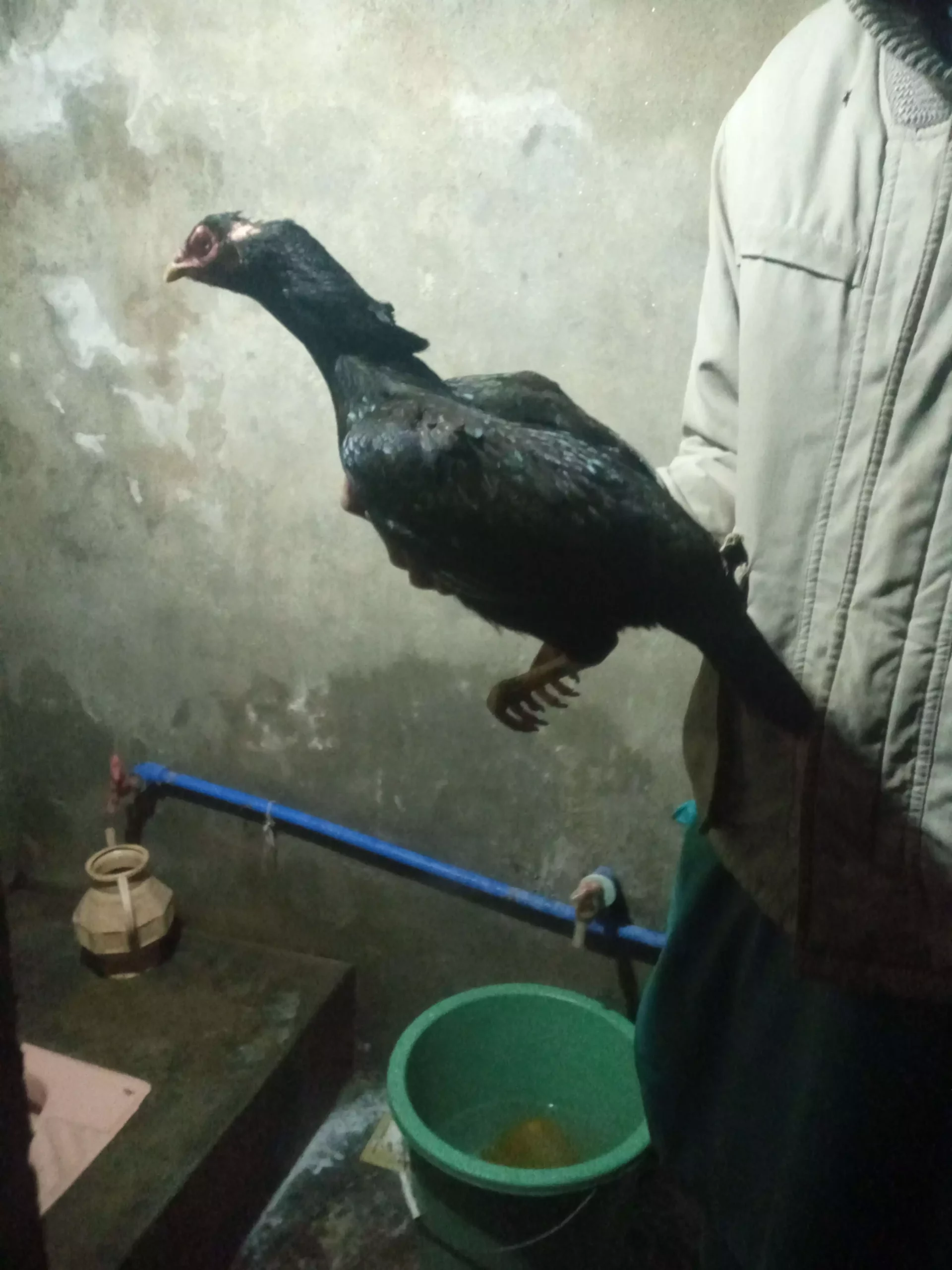 Pure mushka aseel pair