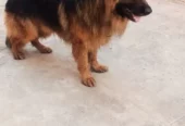 Male Non pedigare getman shepherd for sale.