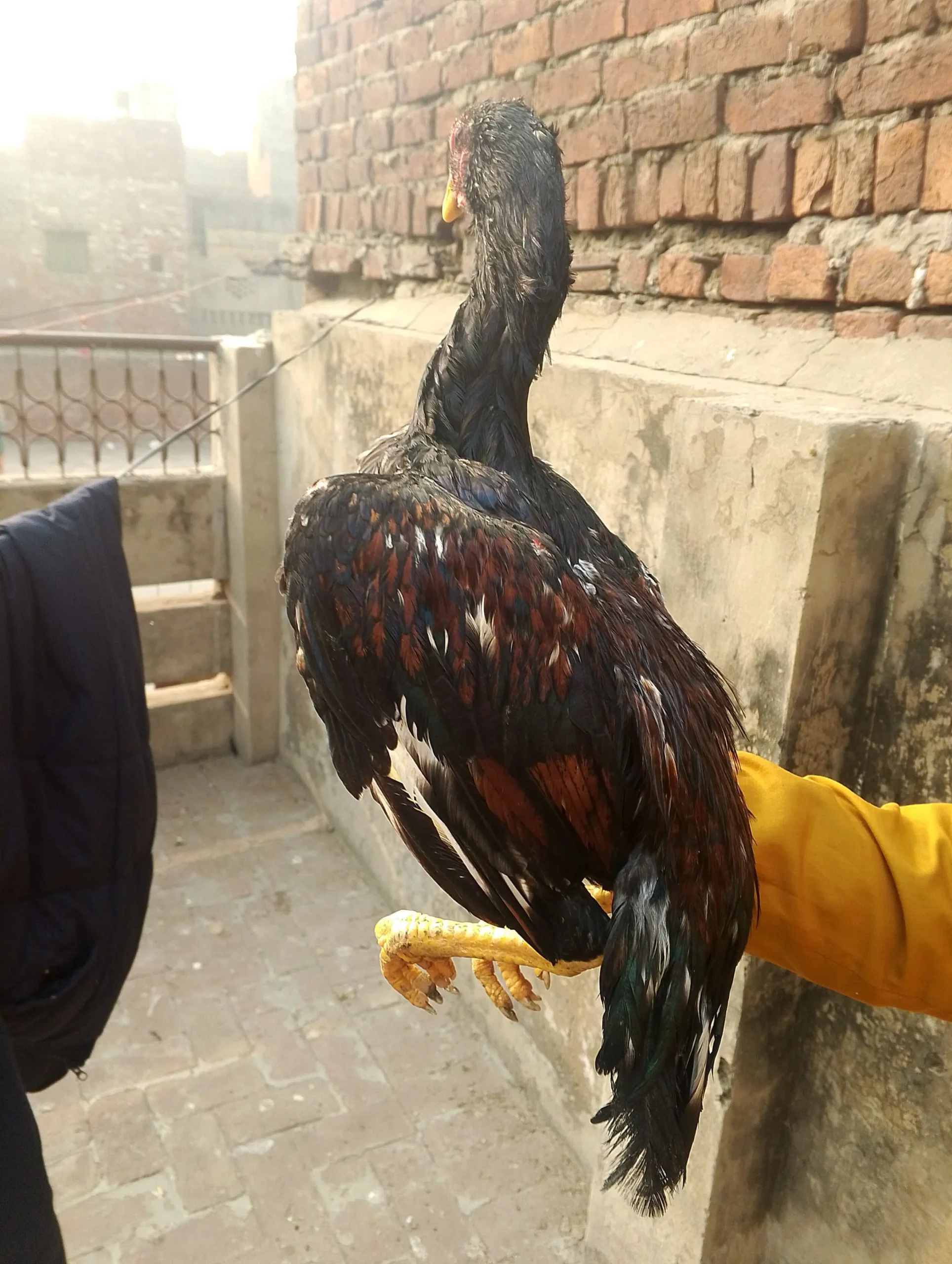 Aseel setup for sale