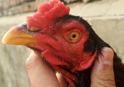 4bd4036d-6942-4506-9196-790622110d4a