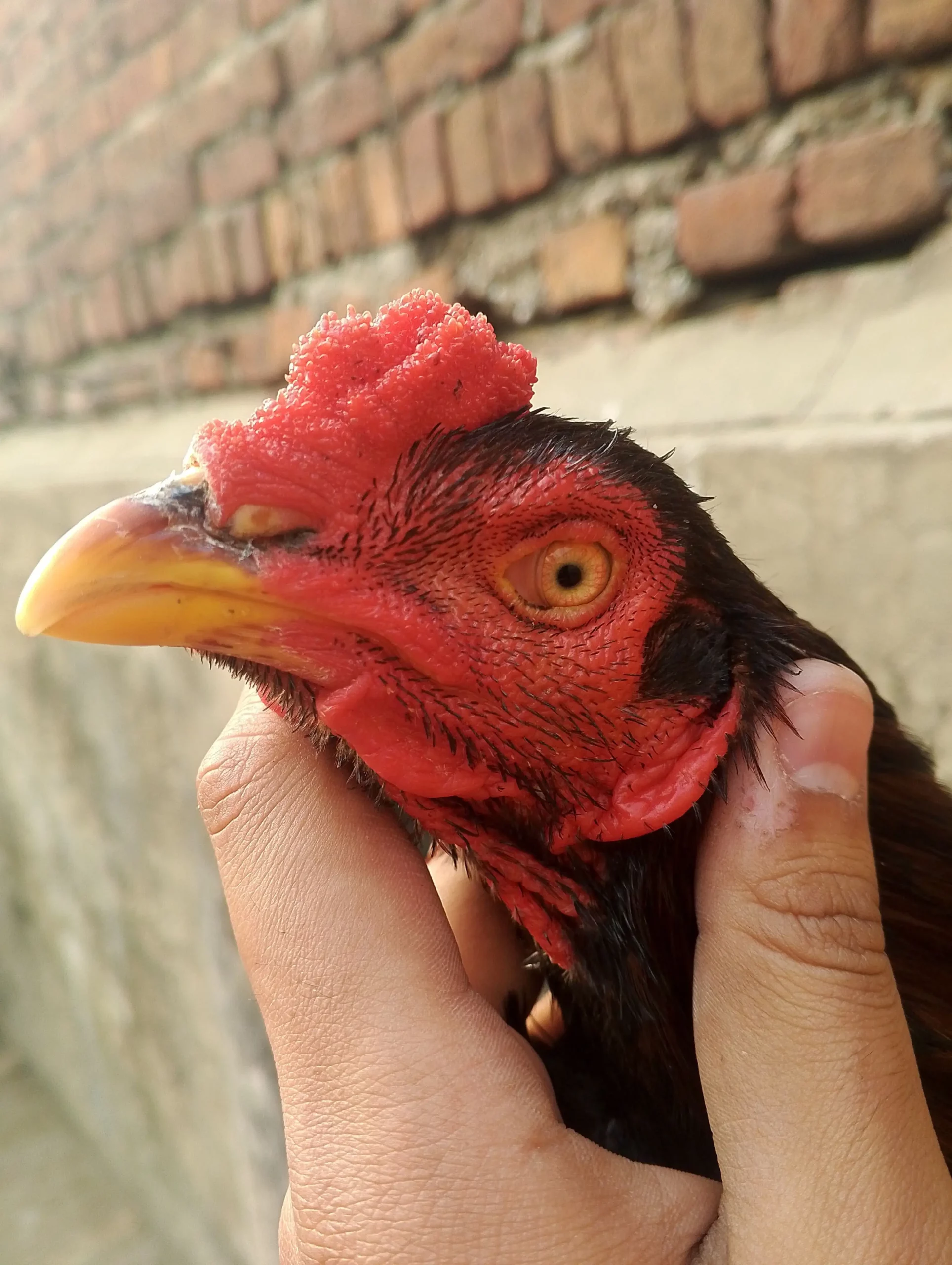 Aseel setup for sale