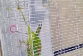 Raw Kashmiri parrots pairs for sell with cage