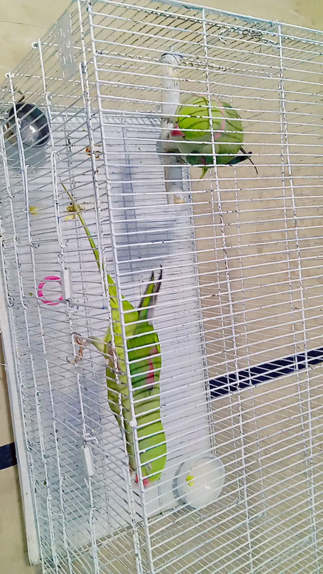 Raw Kashmiri parrots pairs for sell with cage