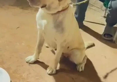 4f743907-76b7-41a0-a3bb-8327f35a7721