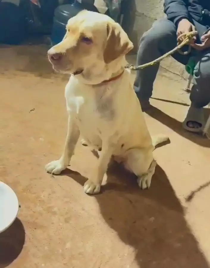 Labrador breeder female