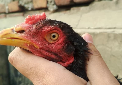 512c3999-e8ef-4cb1-a4ac-4cc2f561b882