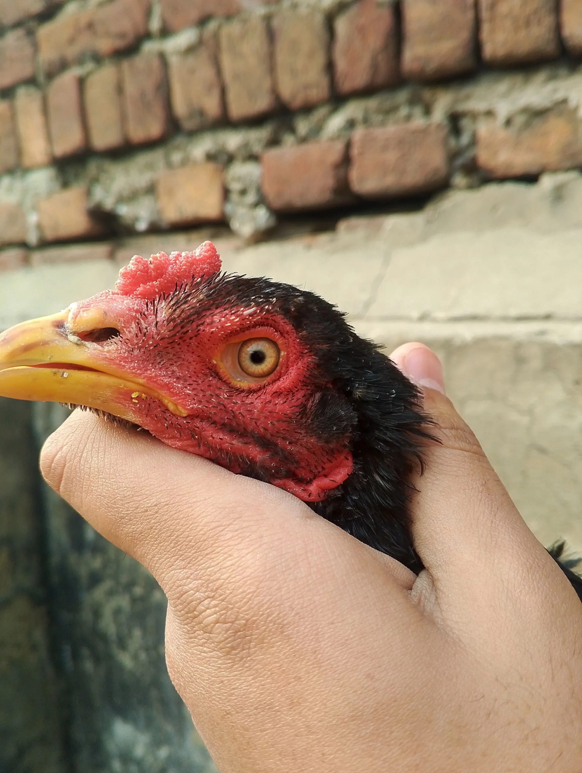 Aseel setup for sale