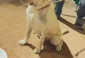 Labrador breeder female