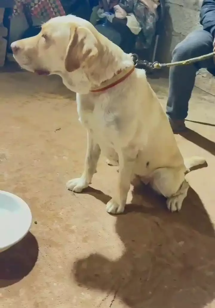 Labrador breeder female