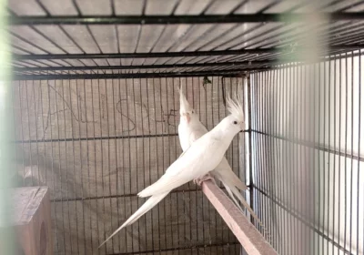 557c8a85-63a8-46be-9a14-1620f0e05804