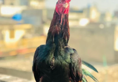 56af38f3-e5ab-4d77-b47b-c46c4abc9215