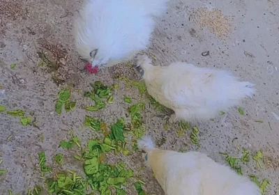 58fdff11-5bbe-4fb7-b913-d0e53c244faf