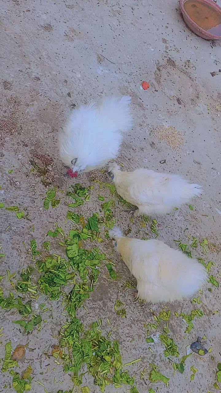 Silky 2 murgi 1 murga