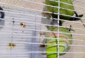 Raw Kashmiri parrots pairs for sell with cage