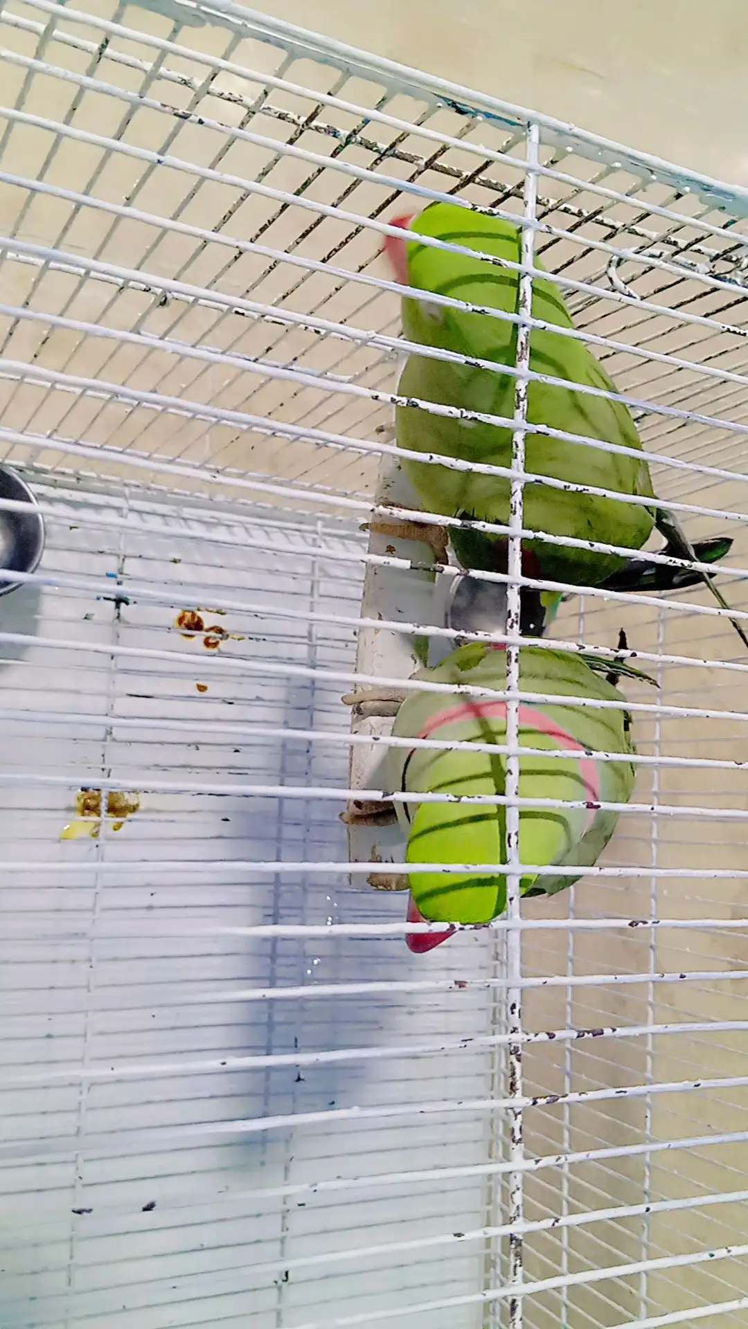 Raw Kashmiri parrots pairs for sell with cage