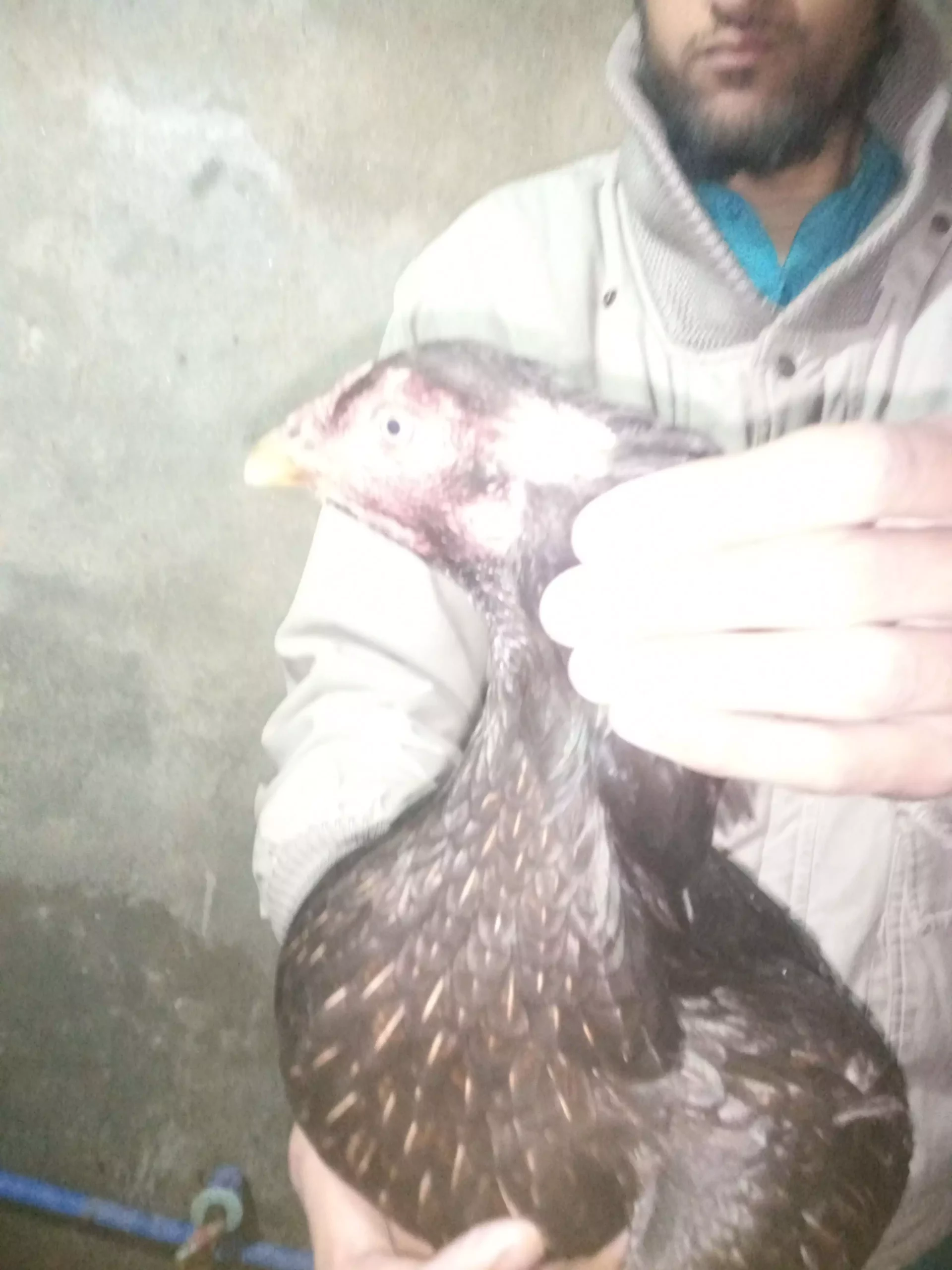 Pure mushka aseel pair