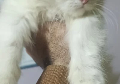 5b401f81-a0d8-40b2-b0ee-56cb1dc218d7