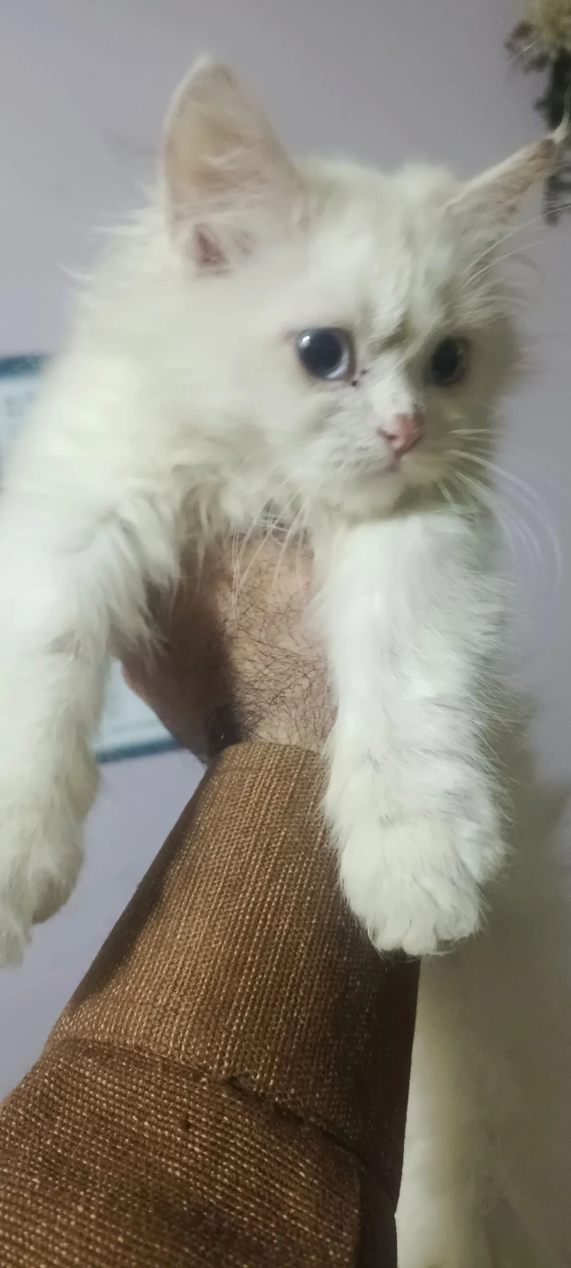 Pure persian triple coat