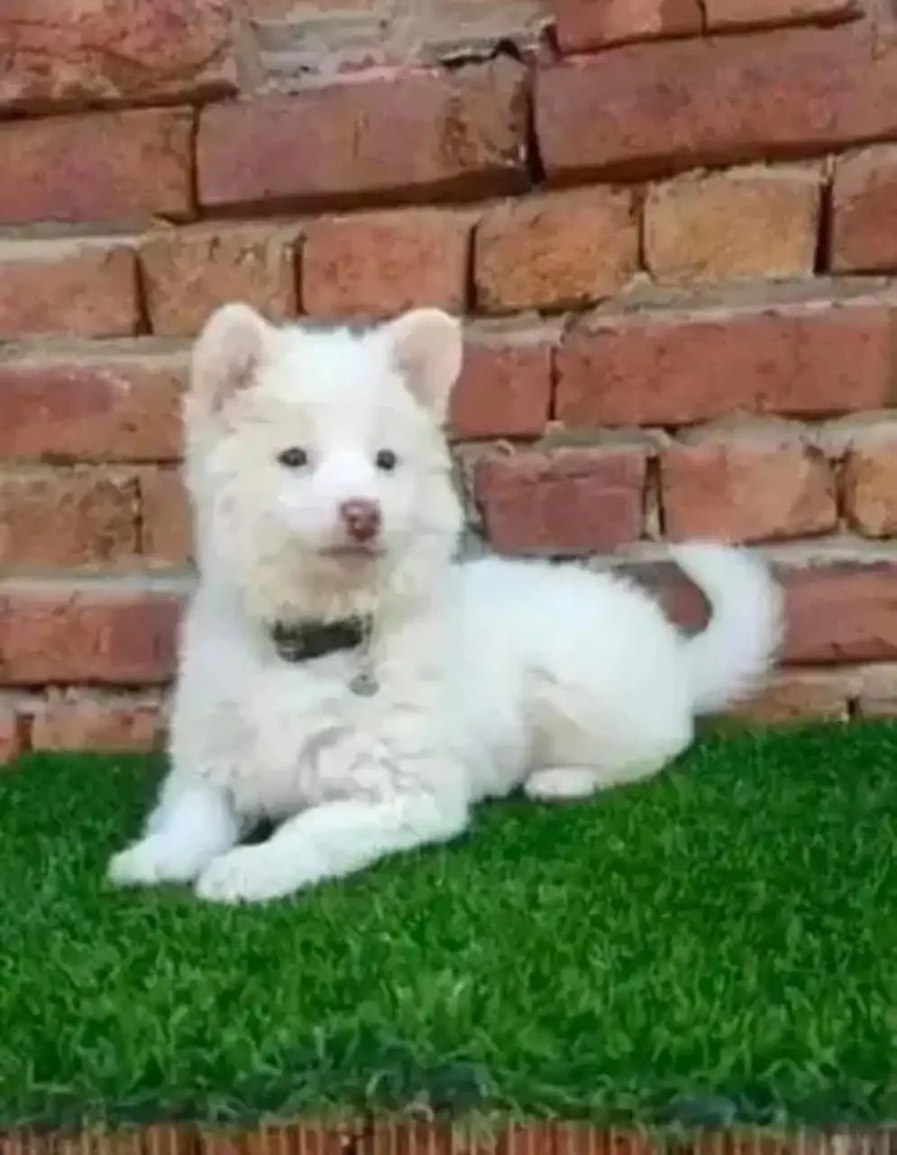 Russian puppy dog for sale only Whatsapp number 03327945291