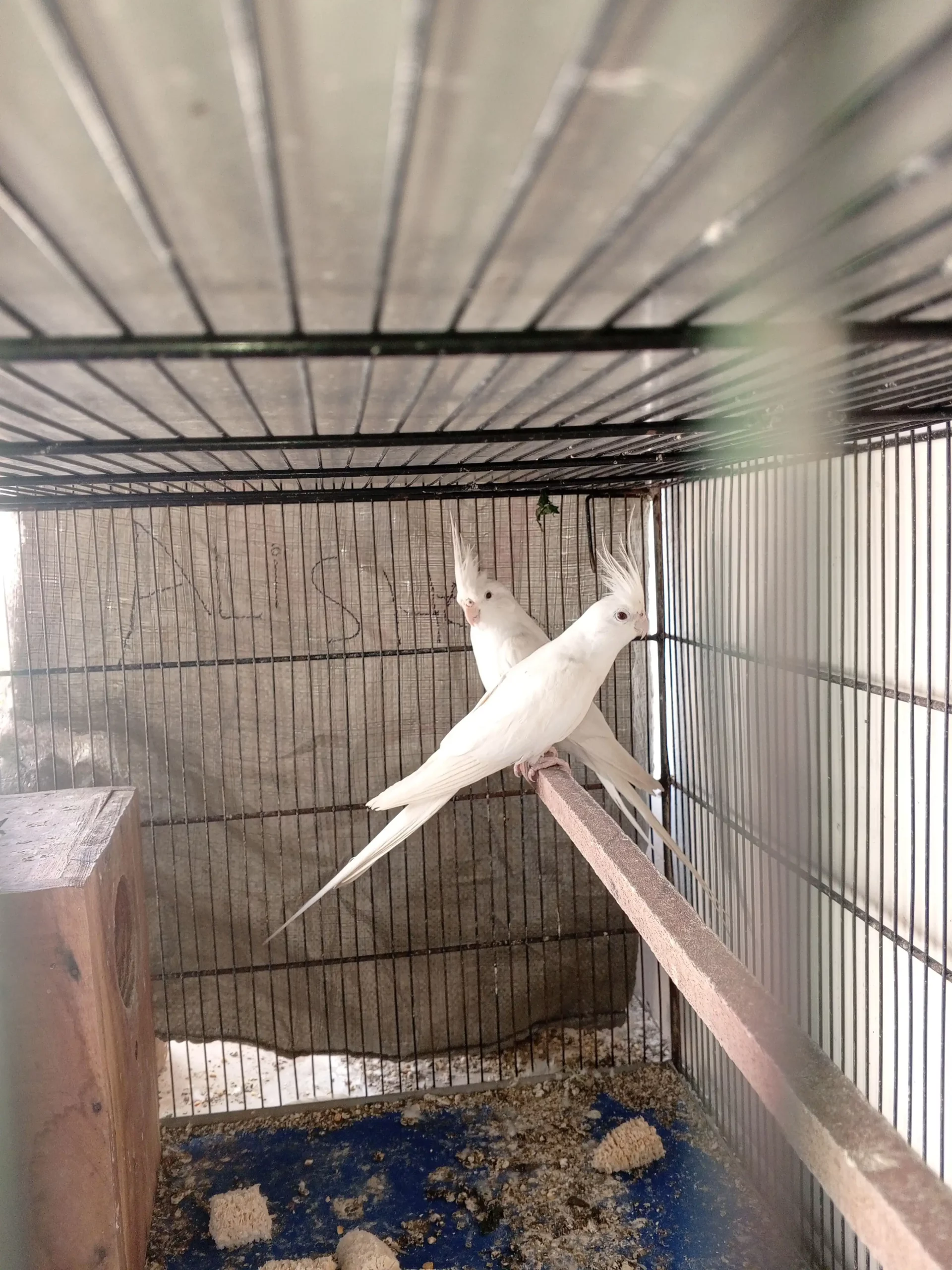 Eno cockatiel