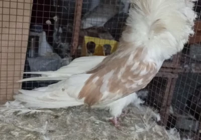 6158686c-8680-4fe1-b63f-7579ee8fa31b