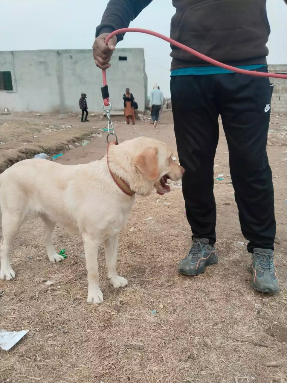 Labrador breeder female
