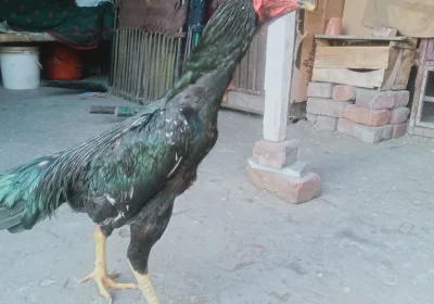 6bc0055a-9069-4af3-ae57-d56f580e304f-2