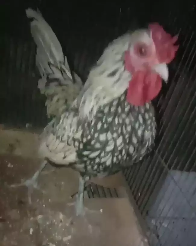 Boht achi quallity ka 1 male available ha