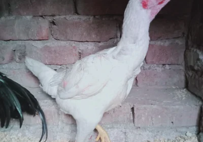 7a27d519-848d-40c0-ba0c-774a45e4c8d1-2