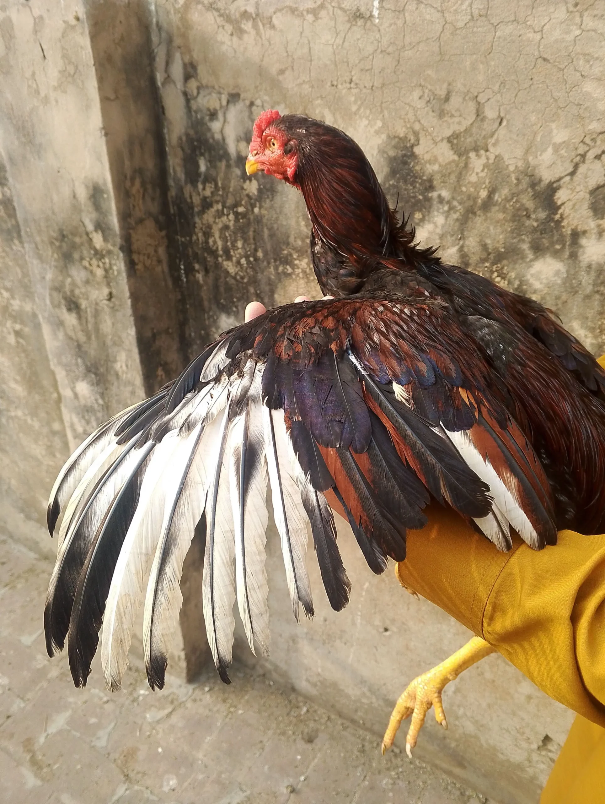 Aseel setup for sale