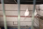 Eno cockatiel