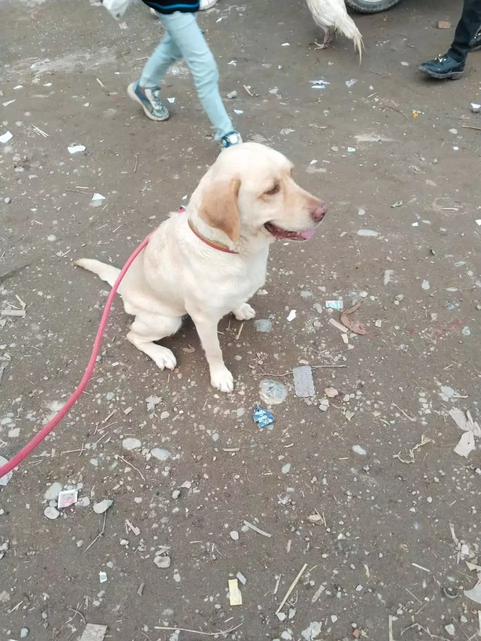 Labrador breeder female