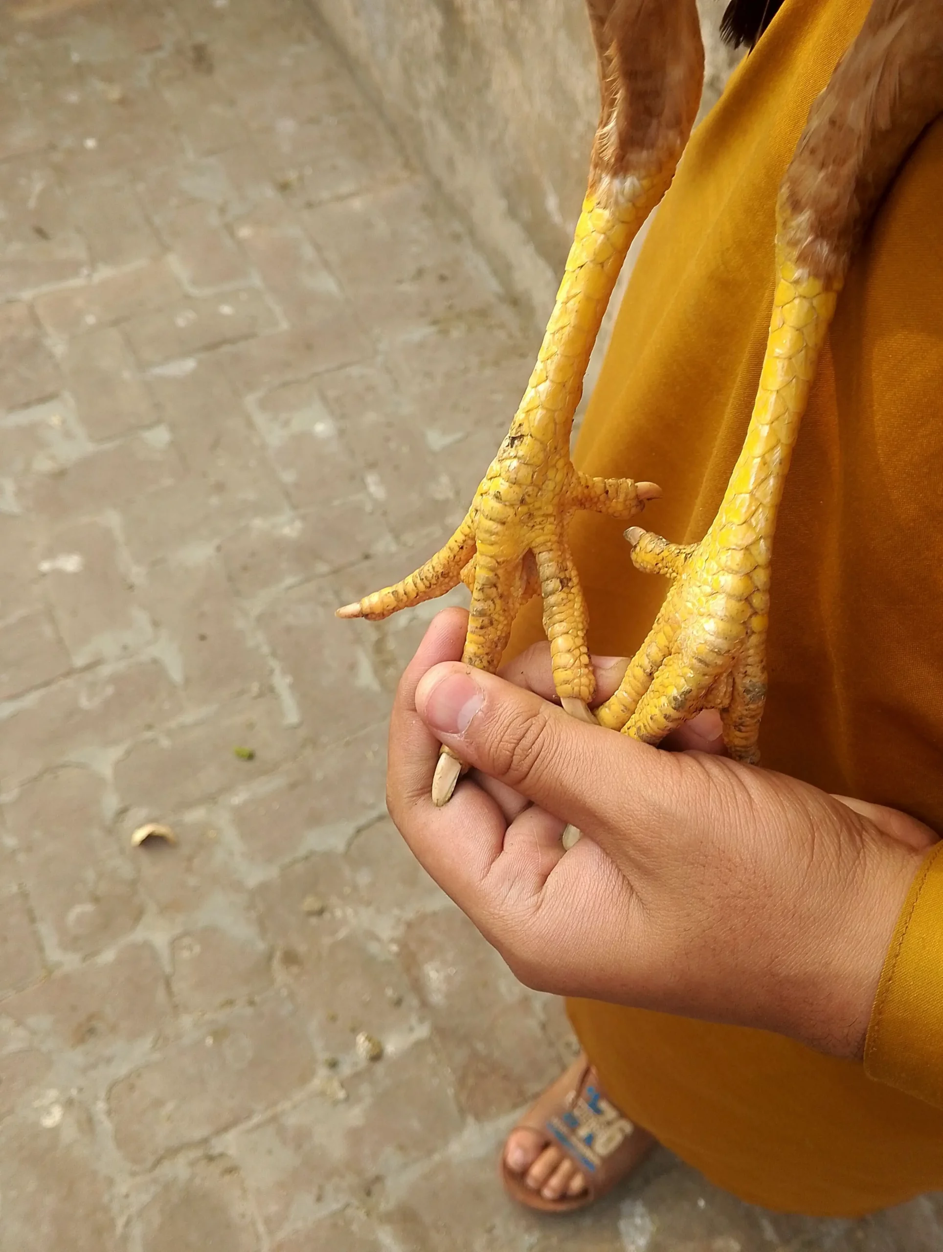 Aseel setup for sale