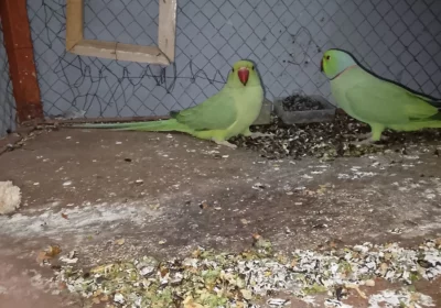 82f53d0c-6461-48ad-a371-4e4a10c5e521