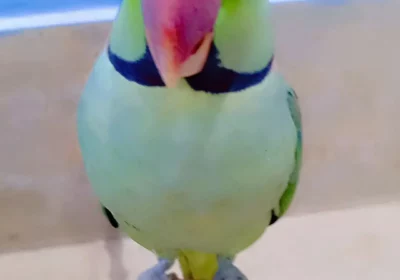 86de645b-82a4-44f8-a6a3-aaf45073c558