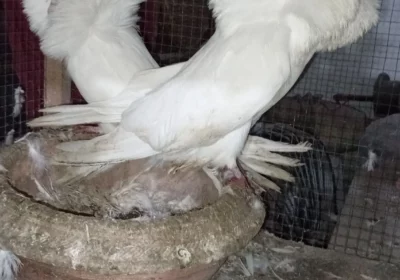 880e097d-e830-40bc-8358-3c682e2e4edc