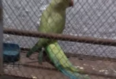 Female parrot for sale
