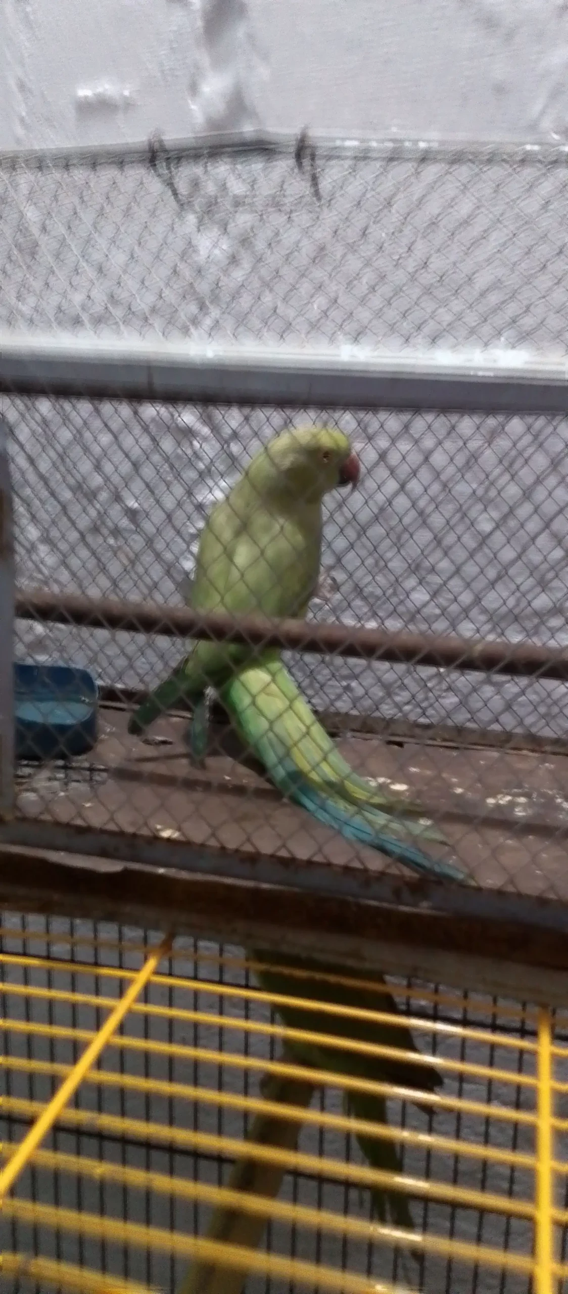 Female parrot for sale