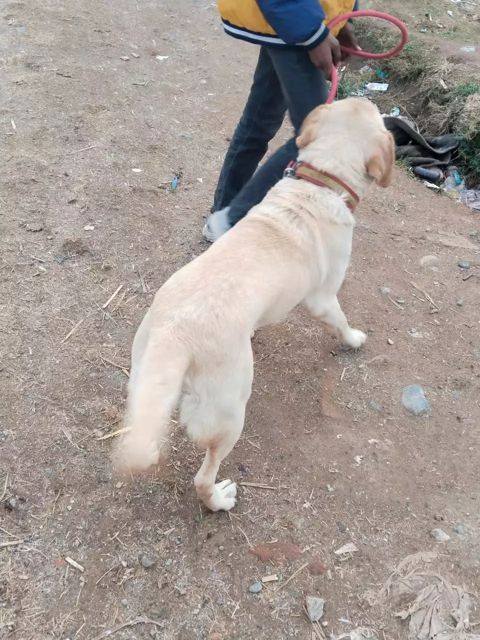 Labrador breeder female