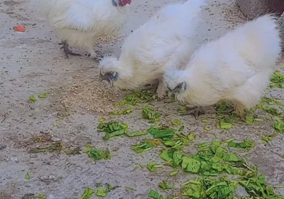 8bb09250-8cfd-4038-b4bd-9ff85df1ed8c