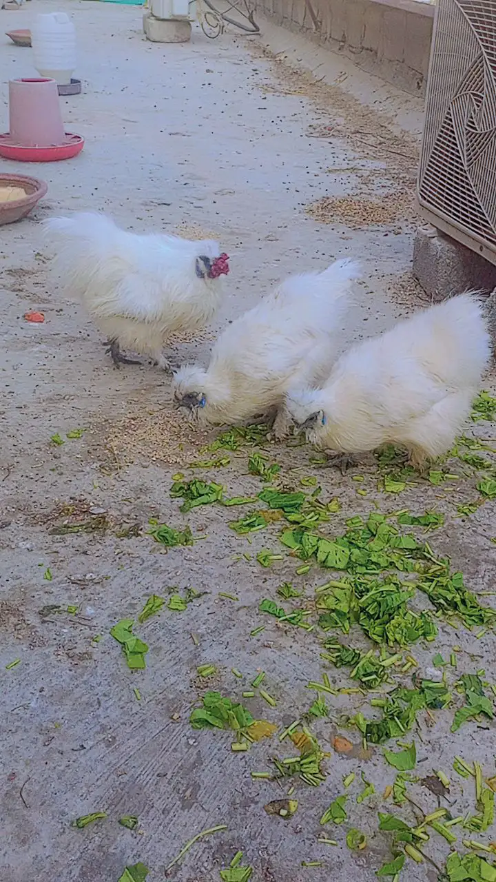 Silky 2 murgi 1 murga