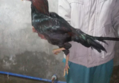 8e2f760c-ed7e-4092-b0ab-59f9630a87a3-1