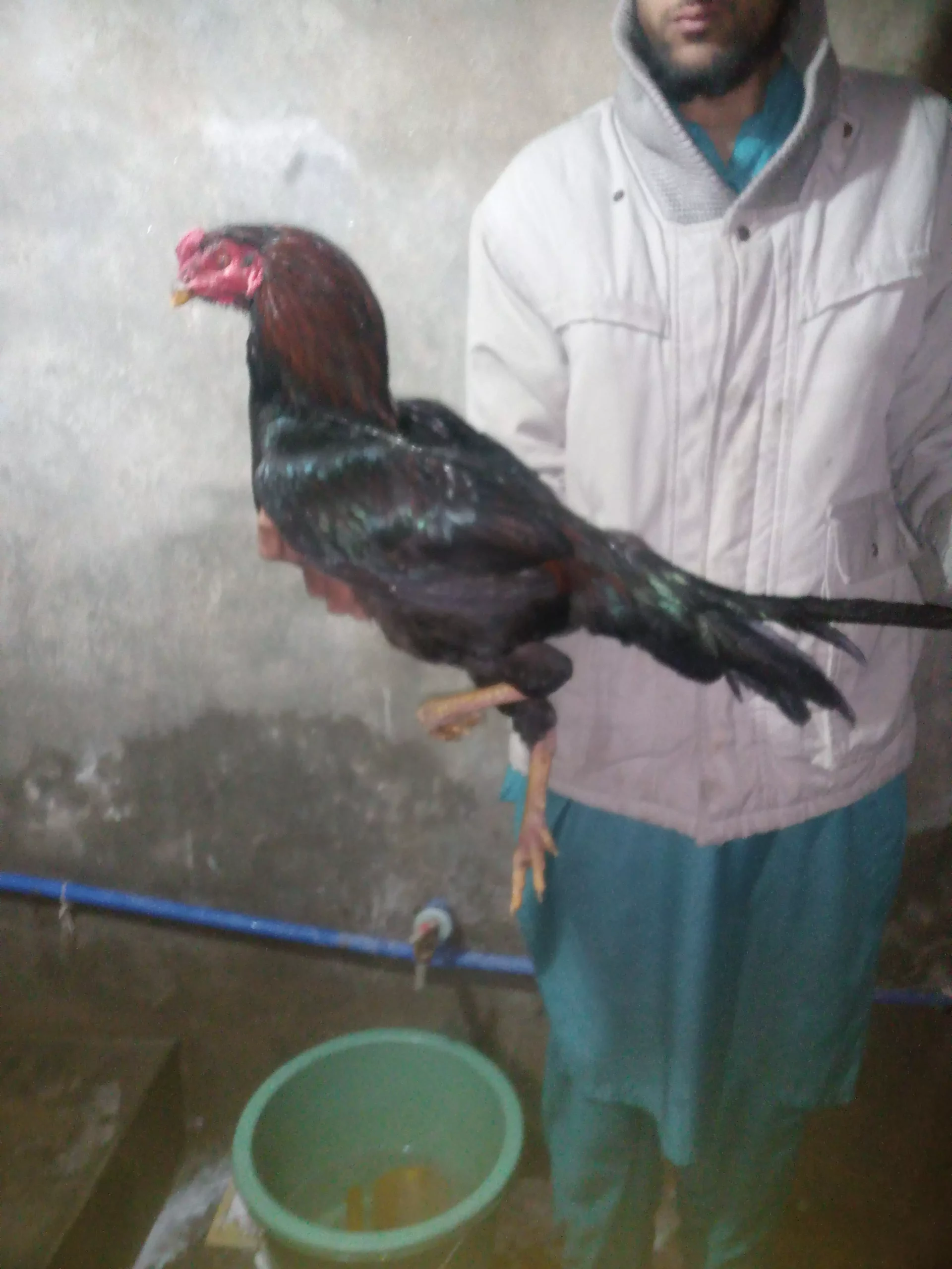 Pure mushka aseel pair