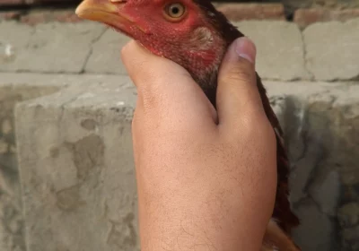 8e3311f5-b84a-43dc-b9f6-d0213a1db242