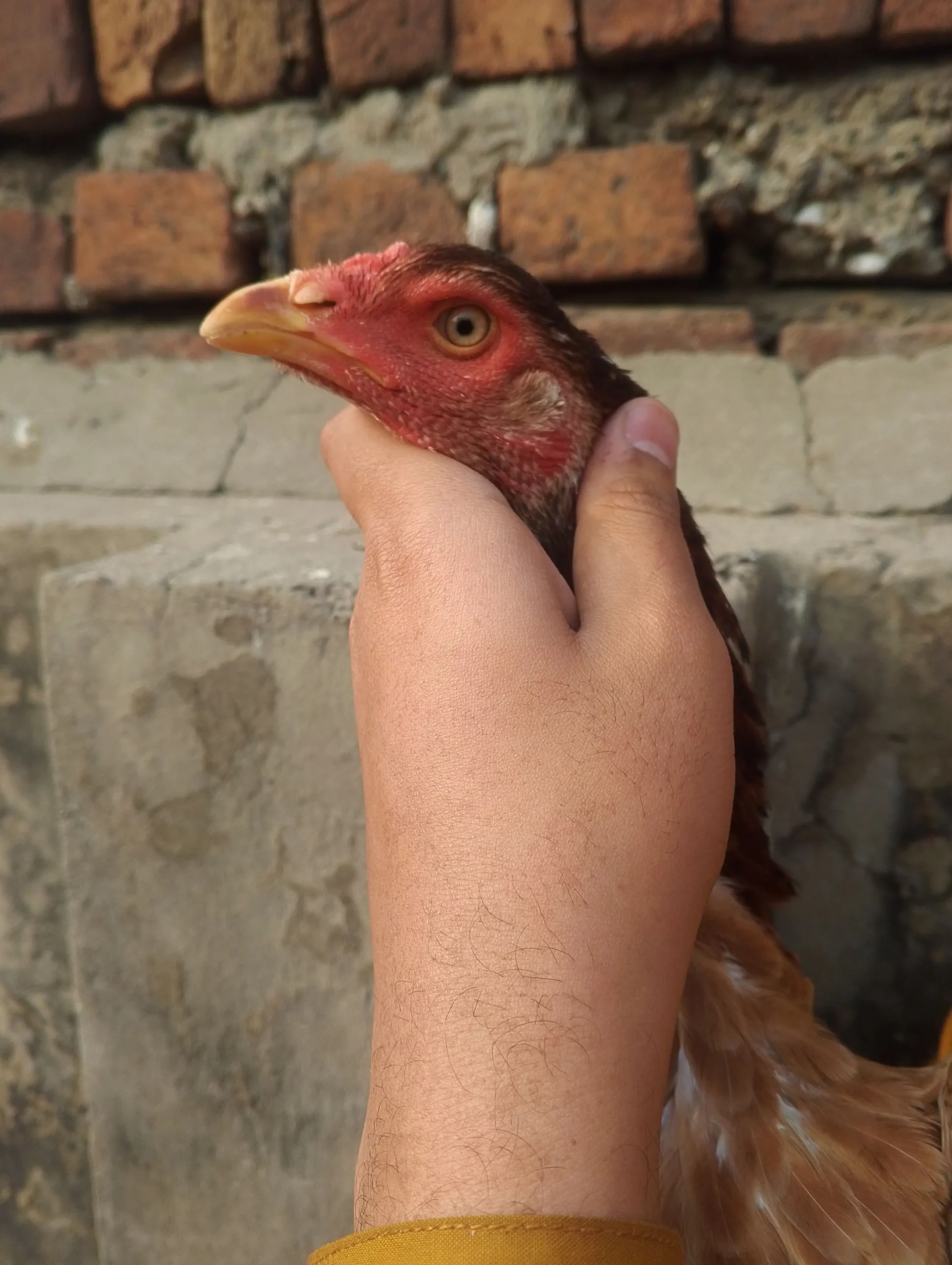 Aseel setup for sale