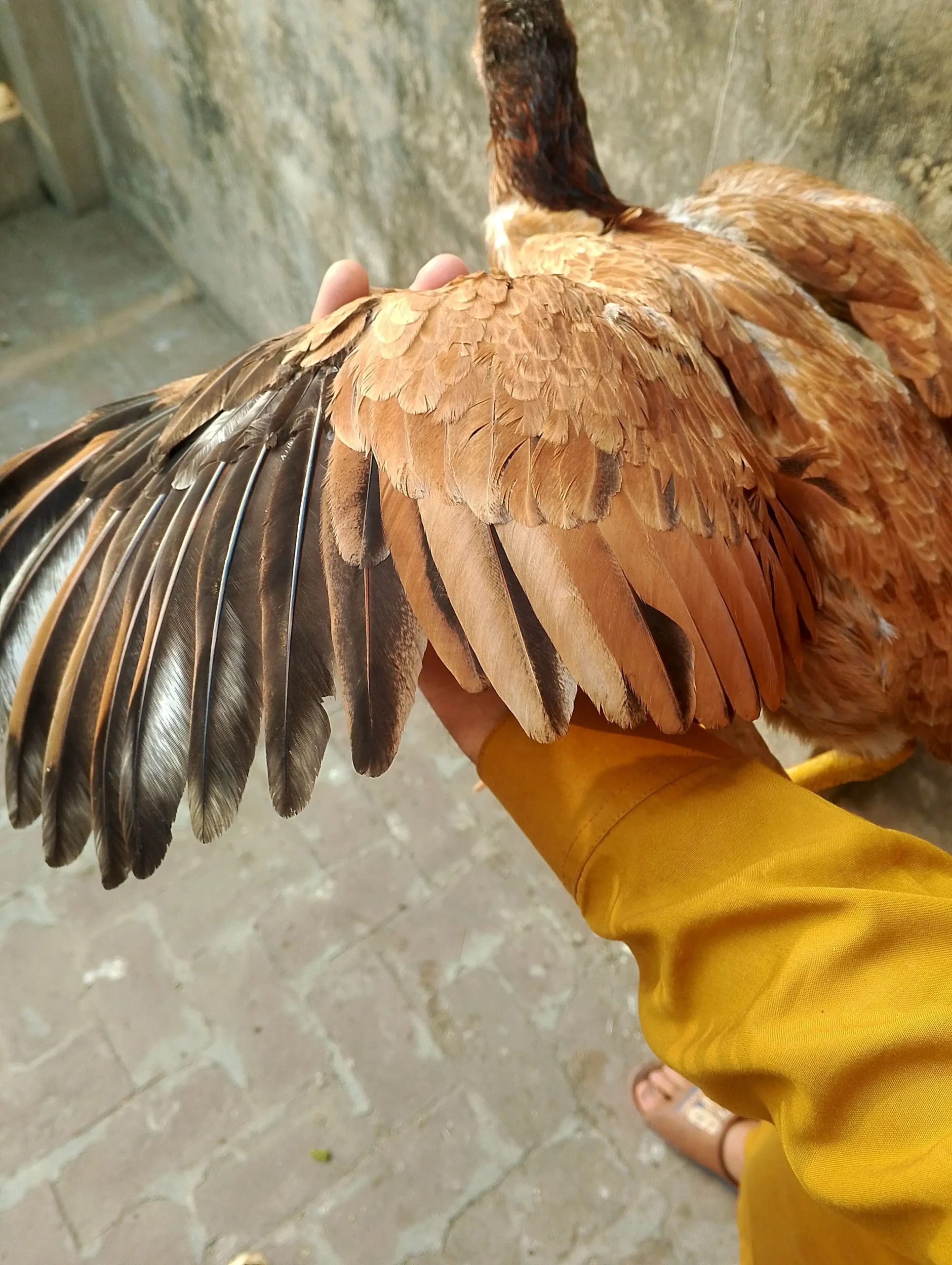 Aseel setup for sale