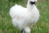 WHITE SILKIE BREEDER